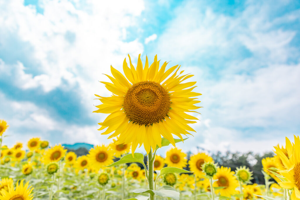 Arkopia Sunflower Garden