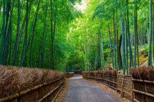 Arashiyama Bamboo Forest